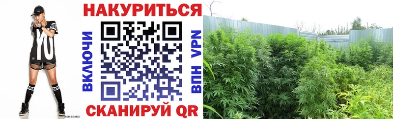 Конопля план  мега tor  Заинск  как найти закладки 
